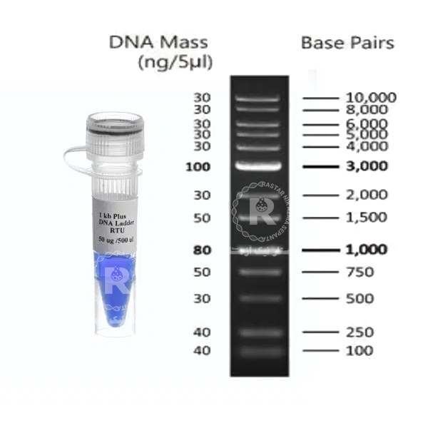 Ladder 1 kb (ready to use) 100-10,000bp,500µl-SL7052