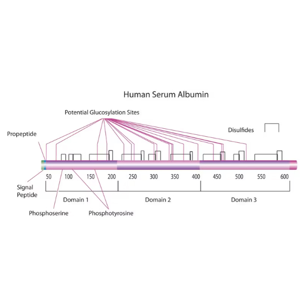 ALBUMIN HUMAN SERUM SIGMA 100mg 3782