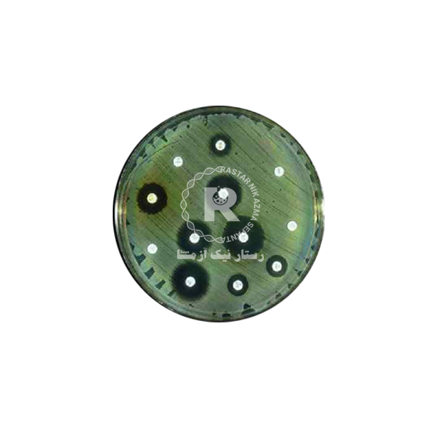 محيط كشت آمادهMULLER -HINTON Agar