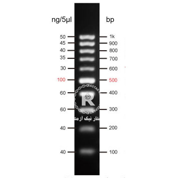 100bp DNA ladder YT8503-500 µl