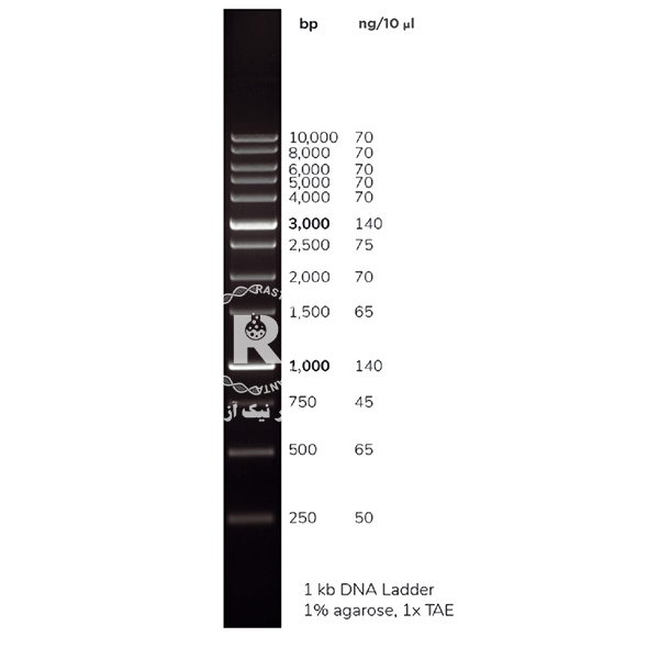 1kb DNA ladder YT8507-500 µl