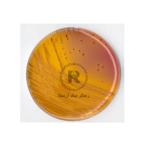 KF agar500gمرك(110707)